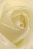 Step into the serene beauty captured by this close-up of a creamy white rose-its gently spiraling petals evoking the calm found along Isleworth's ancient lanes and riversides. The texture is tactile and understated, with a matte creaminess that feels soft and inviting, as if at any moment you might sense the coolness of morning dew. Light nestles in the folds, casting gentle, embracing shadows that lend a quiet drama to the heart of the flower. There is a peaceful luminosity here, the kind associated with heartfelt gestures of sympathy, pure admiration, or the fresh promise of new beginnings. Crafted by the seasoned artists at Flowers Isleworth, this rose's understated scent and balanced form bring a touch of the neighbourhood's elegance and sensitivity to any occasion, echoing the care and skill found in every bouquet thoughtfully delivered across Isleworth's welcoming community.